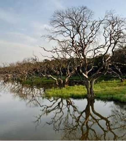 鹤之洲湿地公园 鹤之洲湿地公园