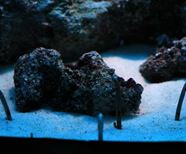 暹罗海洋世界