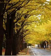 北海道大学