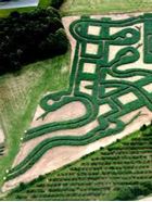 约克迷宫