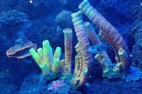 瓦晒湾·海洋秘境 瓦晒湾·海洋秘境
