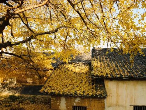 小江银杏园 小江银杏园